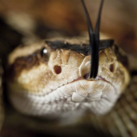 Rattlesnake Safety for Pets | Rocklin Ranch Veterinary Hospital