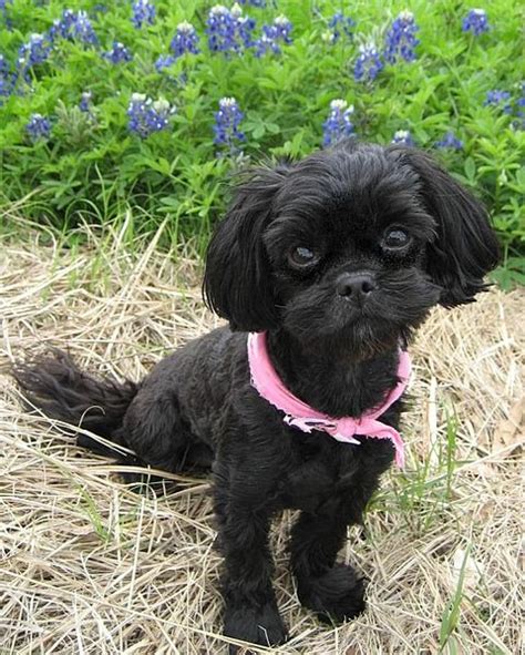 Shih-Poo Dog Breed Health, Temperament, Grooming, Feeding and Puppies ...