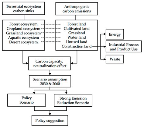 Terrestrial Ecosystem Diagram