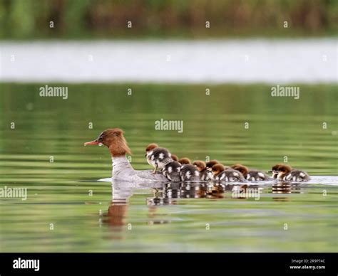 A Female Goosander Mergus Merganser With A Brood Of Ducklings Riding