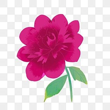 Flowers Blooming Clipart PNG Images Blooming Peony Flowers Bloom Red