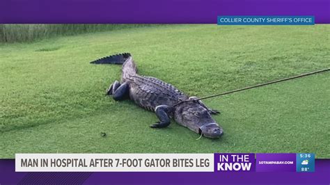 7-foot gator attacks man in Naples | wtsp.com