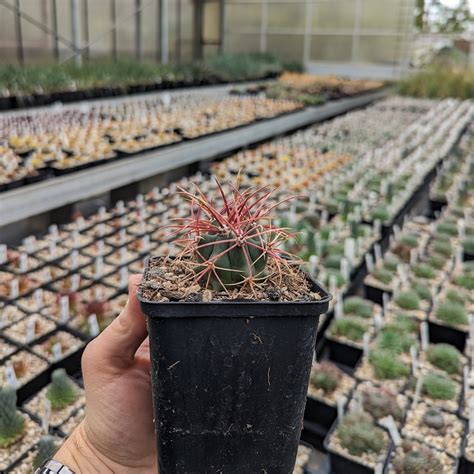 Ferocactus acanthodes dw Uhlig Kakteen Über 5000 verschiedene Arten