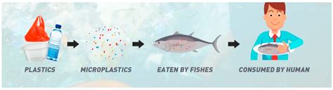 Toxics Free Full Text Exposure To Microplastics During Early Developmental Stage Review Of