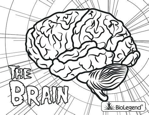 Coloring Pages Of A Brain at GetDrawings | Free download