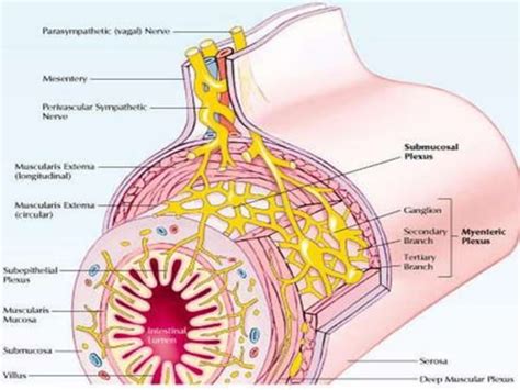 Fisiopatologia De La Diarrea Y Anatomia Del Intestino P PPT