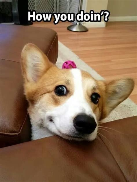 cute puppy dog memes  sophia white blog