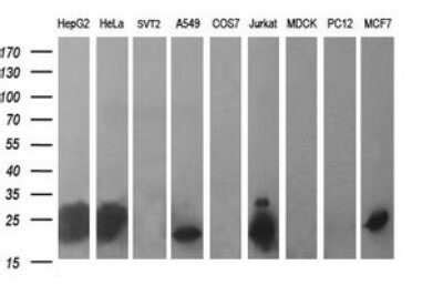 BID Antibody OTI1G10 Azide And BSA Free NBP2 70254 Bio Techne