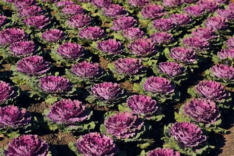 Lettuce Plant Flowering Mbi Garden Plant