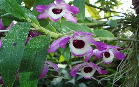 Dendrobium Nobile Orquídea Olhos de Boneca Como Cuidar