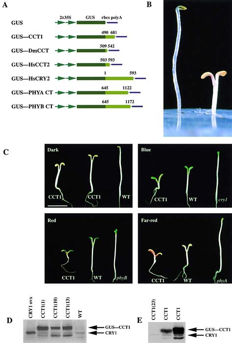 The C Termini Of Arabidopsis Cryptochromes Mediate A Constitutive Light