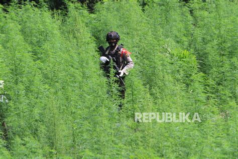 Polisi Musnahkan Tujuh Hektare Ladang Ganja Di Aceh Republika Online