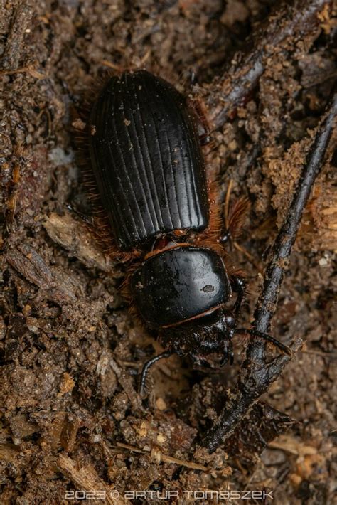 Bess Beetles In April 2023 By Artur Tomaszek INaturalist