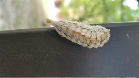 Asp caterpillars in Texas: What to know about the stinging bugs