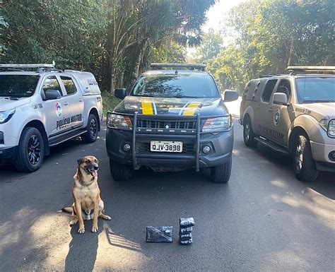 C O Farejador Ajuda Na Apreens O De R Mil Em Drogas Na Br Em