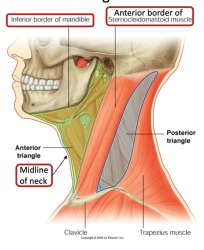 Anterior Triangle And Root Of Neck Flashcards Quizlet