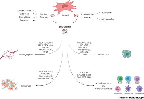 Emergence Of The Stem Cell Secretome In Regenerative Engineering