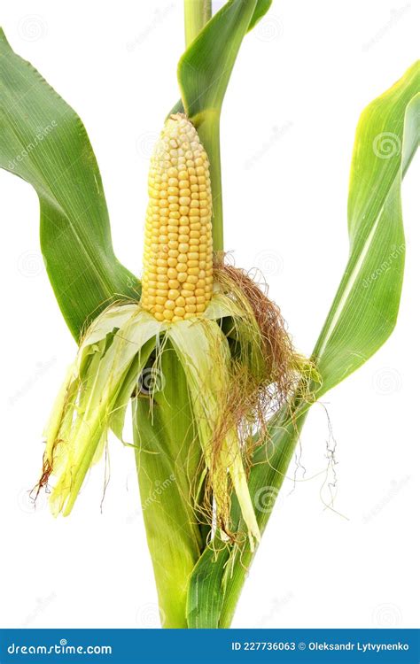 Mature Sweet Corn Stock Image Image Of Golden Husk 227736063