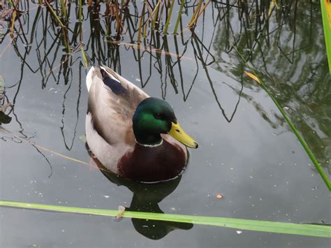 eBird Québec Checklist 19 Oct 2023 Domaine de Maizerets 20 species