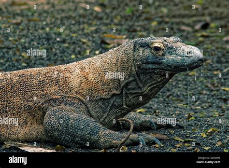 Veleno Del Drago Di Komodo Immagini E Fotografie Stock Ad Alta