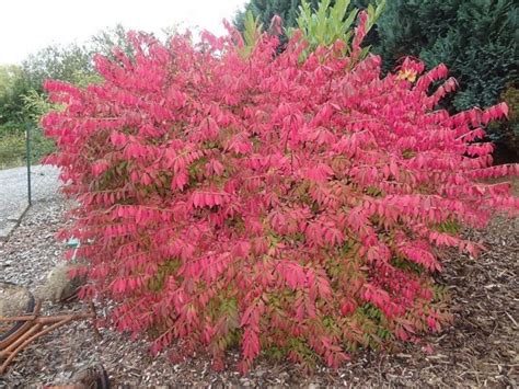 Burning Bush Seeds (Certified Organic) | Garden Hoard – Certified Organic Heirloom Seeds – Grown ...