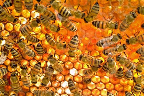 Bees Inside Beehive — Stock Photo © Noamarmonn 1342225