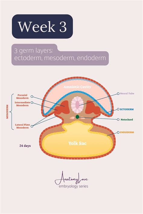 Three Layers Of Embryo Ectoderm Mesoderm And Endoderm