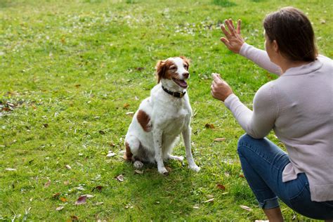 The Power of Positive Reinforcement: Training Your Pet with Kindness ...