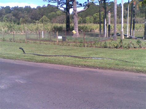 Picture Of Huge King Brown Snake In Branxton Nsw