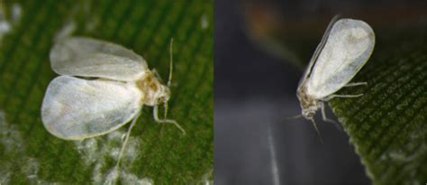 New On Featured Creatures Rugose Spiraling Whitefly By Kumar