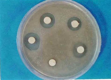 Zone Inhibition Of Staph Aureus Against Supernatant Of Lacto