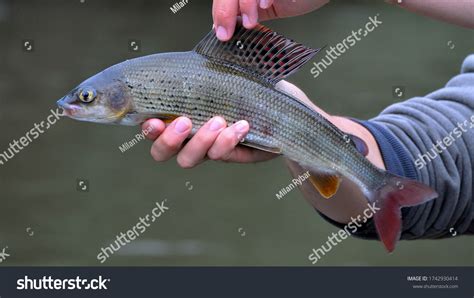 2,117 Grayling fish Images, Stock Photos & Vectors | Shutterstock