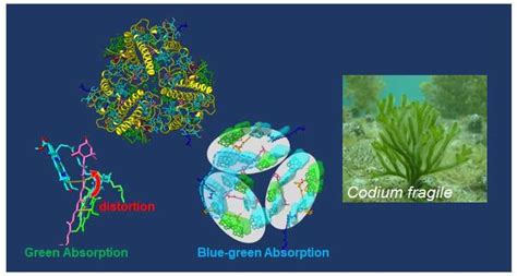 Shedding light on photosynthesis at sea