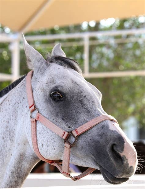 Beautiful Grey Arabian Horse Stock Photo - Image of rare, forehead ...