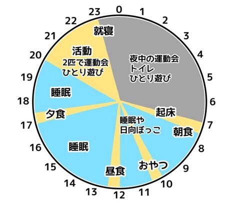 猫の一日の行動に密着！起床時間や餌の回数から生活を見直そう ねこちゃんホンポ