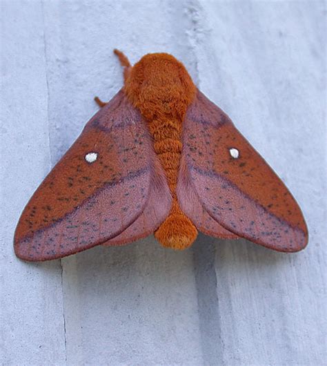 Spiny Oakworm Moth Anisota Stigma Bugguide Net