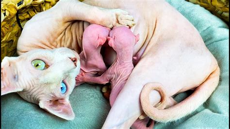 Hairless Odd Eyed Cat And Her Newborn Hairless Kittens Canadian Sphynx