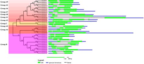 The Exonintron Organization Analyses Of Cassava Hsfs According To The