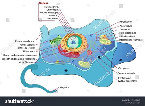 This Diagram Animal Cell Stock Illustration 2153662065 | Shutterstock