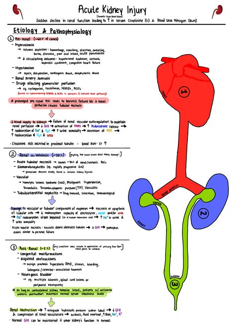 renal failure lecture notes - Acute kidney Injury - Studocu
