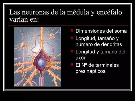 Niveles Gerarquicos De Organizacion Del Sistema Nervioso PPT