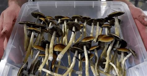 Can You Smoke Magic Mushrooms Your Questions Answered