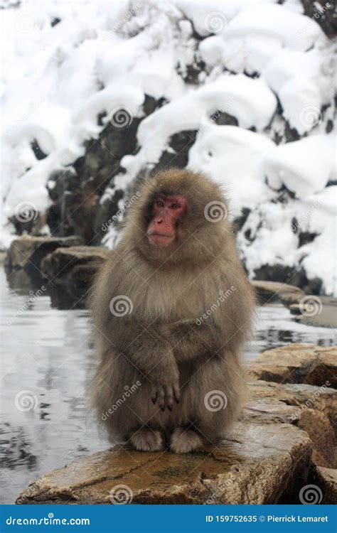 Hot Bath For Snow Monkeys In Jigokudani Monkey Park In Nagano Japan Stock Image Image Of Hell