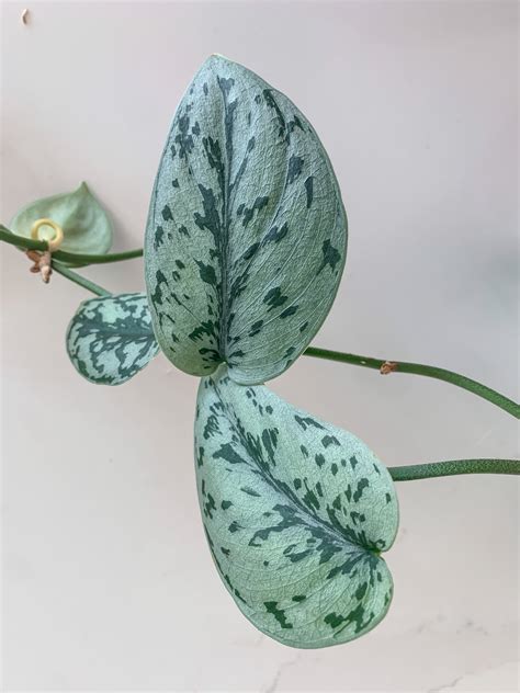 Scindapsus Silver Lady (3 ft long) – Verdant Plant House