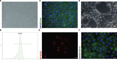 Frontiers Isolation Of Primary Mouse Pulmonary Microvascular