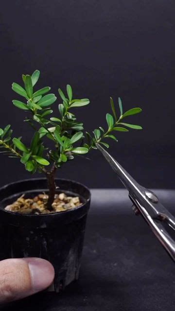 Mundobonsai On Instagram Descubre Todos Los Cuidados Que Necesitas