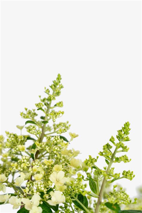 Pinky Winky Hydrangea For Sale Online | The Tree Center