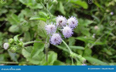 Ageratum Conyzoides Royalty Free Stock Image Cartoondealer