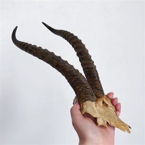 Real large gazelle horns, Goitered gazelle horns, Natural horns, horns ...