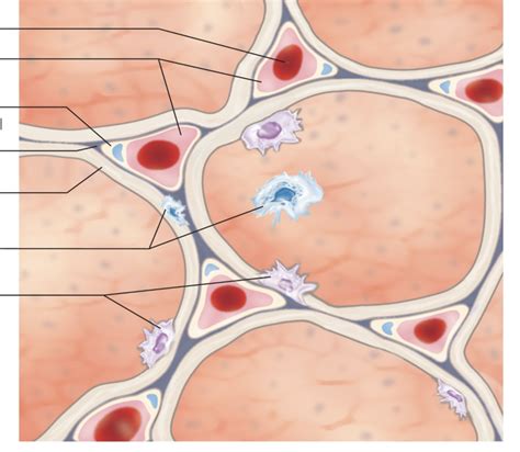 Structure Of The Alveolus And Respiratory Membrane Diagram Diagram